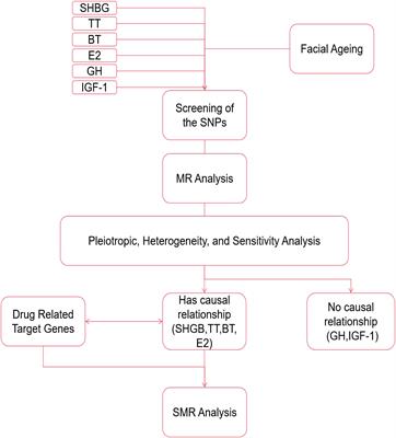 Associations between genetically predicted sex and growth hormones and facial aging in the UK Biobank: a two−sample Mendelian randomization study